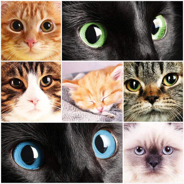 Collage de diferentes lindos gatos —  Fotos de Stock