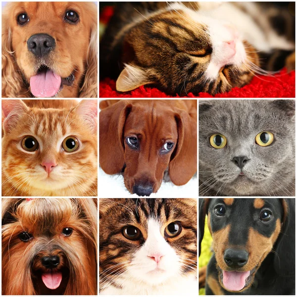 Collage de diferentes mascotas lindas —  Fotos de Stock