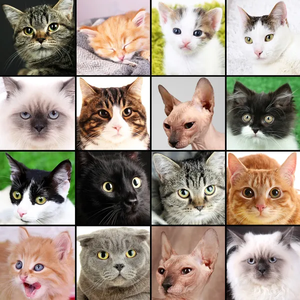 Collage verschiedener süßer Katzen — Stockfoto