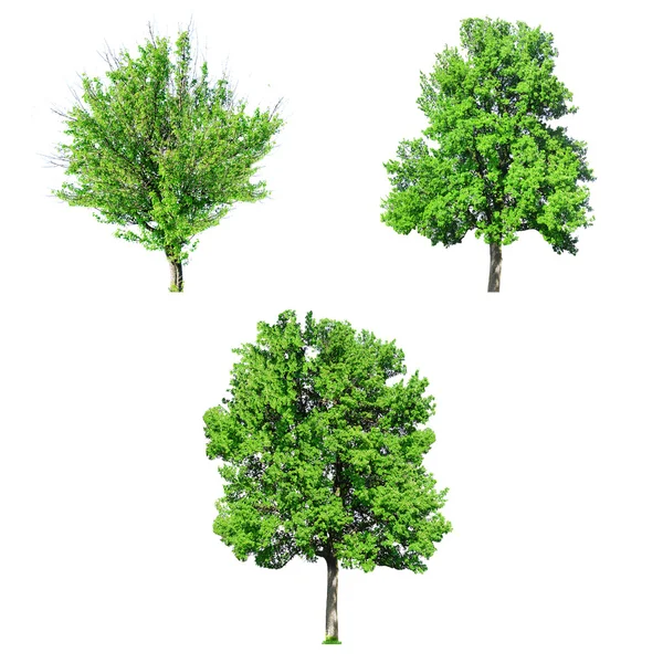सफेद पर अलग बड़े पुराने वृक्षों का कोलेज — स्टॉक फ़ोटो, इमेज