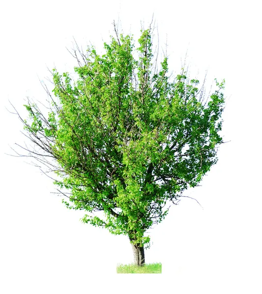 Singolo albero verde isolato su bianco — Foto Stock