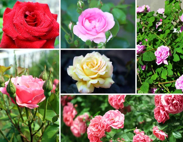 Collage of beautiful roses in garden — Stock Photo, Image