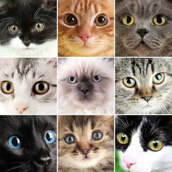 Kollázst a különböző aranyos macskák — Stock Fotó