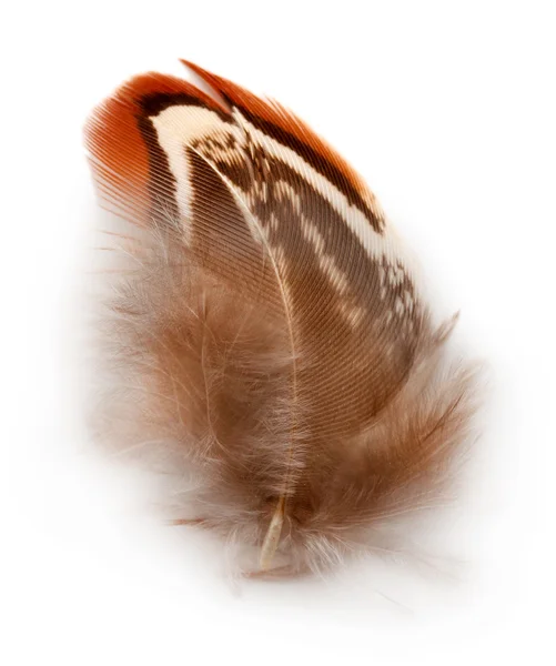 Beautiful decorative feather , isolated on white — Stock Photo, Image