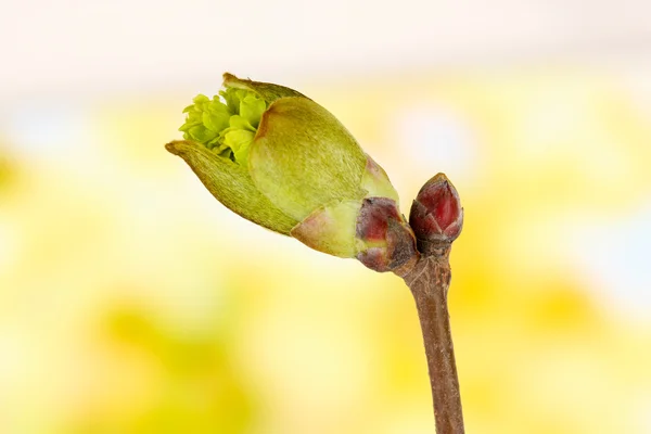 Blossoming buds on tree on bright background