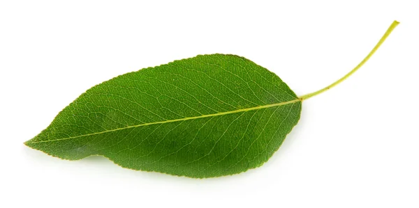 Green leaf isolated on white — Stock Photo, Image