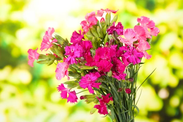 Bouquet di garofani, su sfondo luminoso — Foto Stock