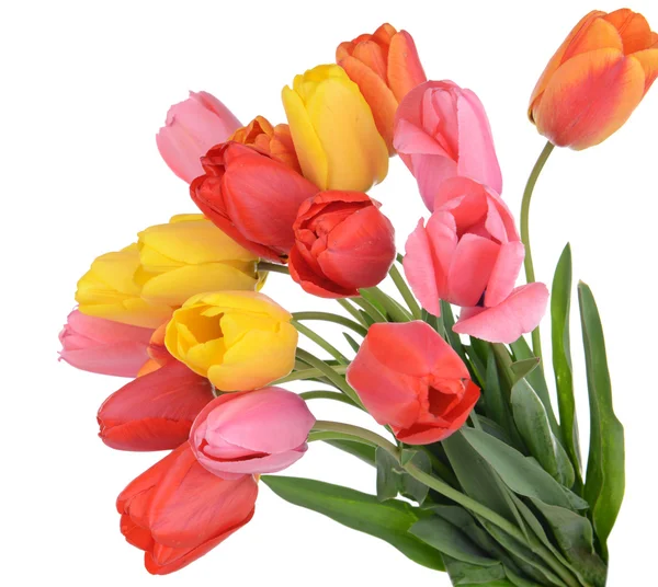 Krásné tulipány v kbelíku — Stock fotografie