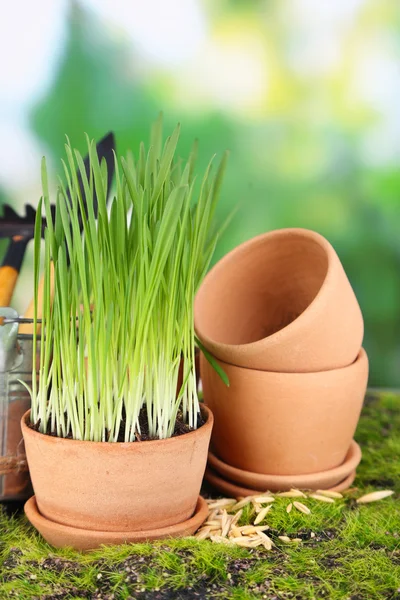 Grönt gräs i krukor — Stockfoto