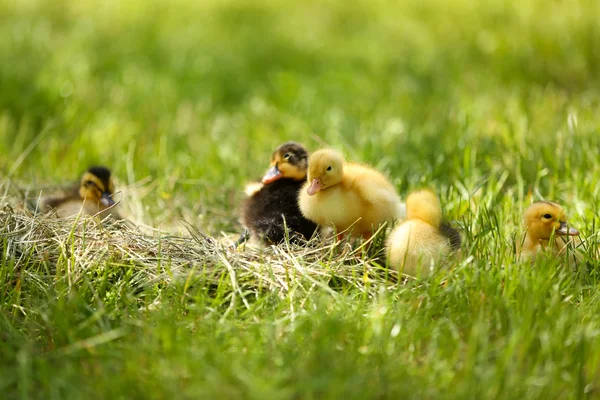 Piccoli anatroccoli carino — Foto Stock