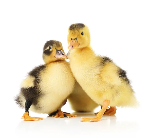 Pequenos patinhos bonitos — Fotografia de Stock