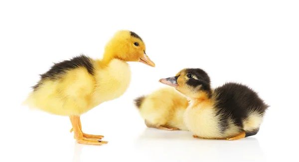 Piccoli anatroccoli carino — Foto Stock