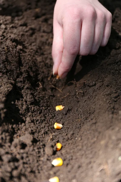 Toprağa bir tohum Ekim — Stok fotoğraf