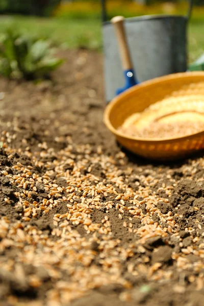Sowing seeds into soil — Stock Photo, Image