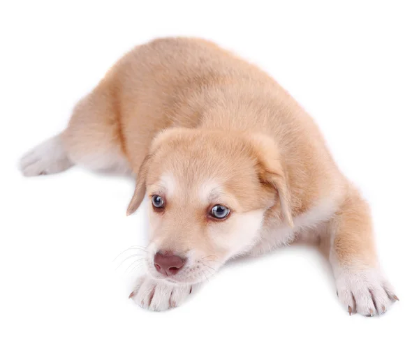 Pequeno filhote de cachorro Golden Retriever bonito — Fotografia de Stock