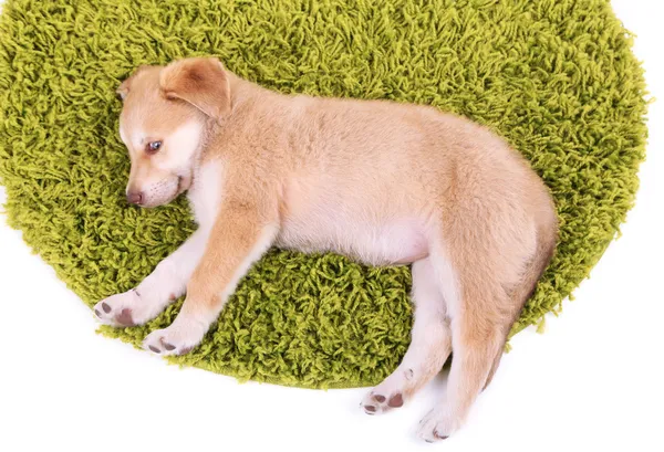 Pequeno filhote de cachorro Golden Retriever bonito — Fotografia de Stock