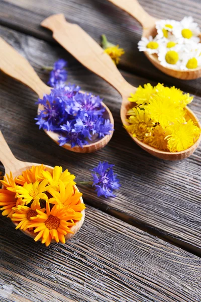 Fresh medical herbs in wooden spoons on table close-up — Stock Photo, Image