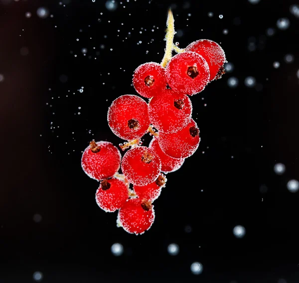 美丽成熟的红醋栗 — 图库照片