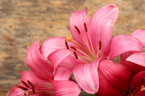 Beautiful lily on wooden background — Stock Photo, Image