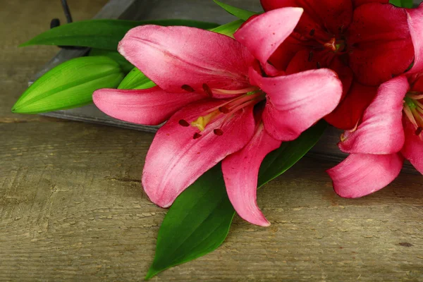 Beautiful lily on wooden background — Stock Photo, Image