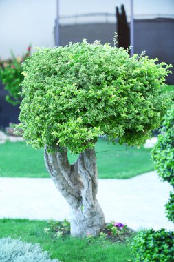 güzel ağaç parkı