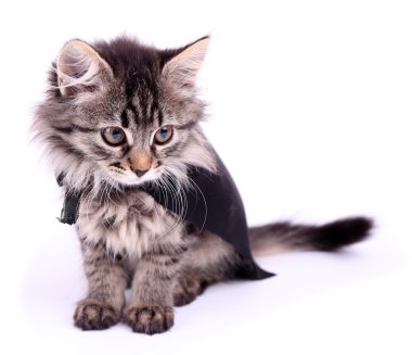 Siyah pelerin içinde kedi