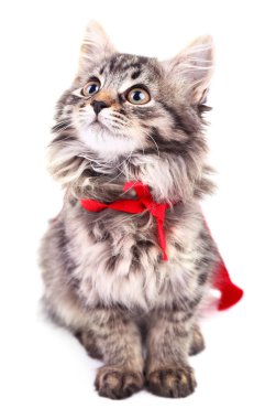 Kırmızı pelerin içinde kedi