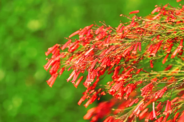 Beautiful flowering bush in garden — Stock Photo, Image