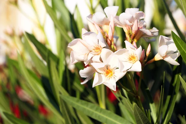 Lindas flores, ao ar livre — Fotografia de Stock