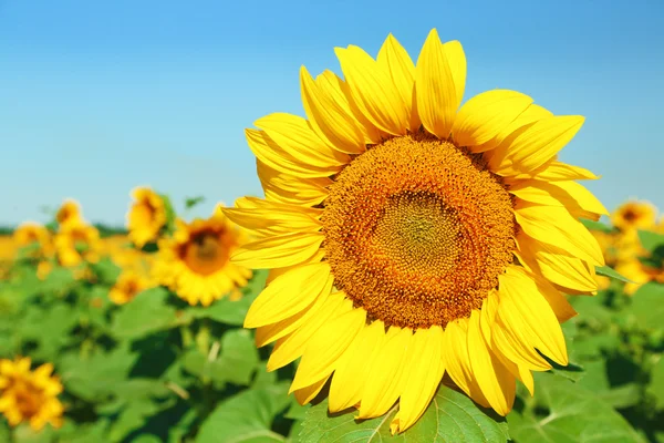 Sunflower in field — Stock Photo, Image