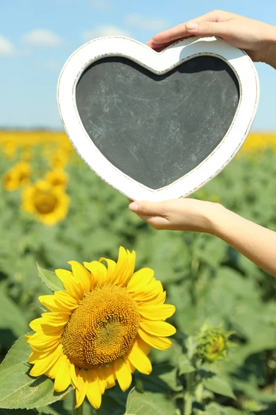 Lavagna vuota nelle mani nel campo di girasole — Foto Stock