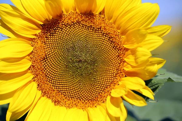 Beautiful sunflower close-up — Stock Photo, Image