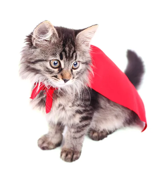 Gato en capa roja — Foto de Stock