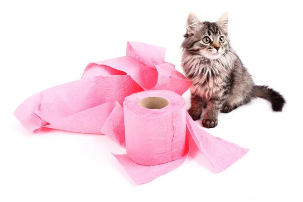 Kitten spelen met rollen wc-papier — Stockfoto