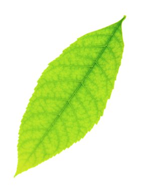 yeşil yaprak beyaz üzerinde izole