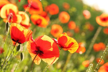 Baharda güzel kırmızı gelincik çiçekleri olan çayır.