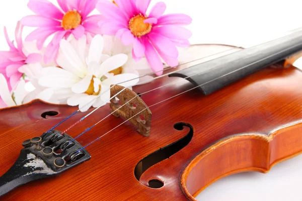 Violino clássico com flores de perto — Fotografia de Stock