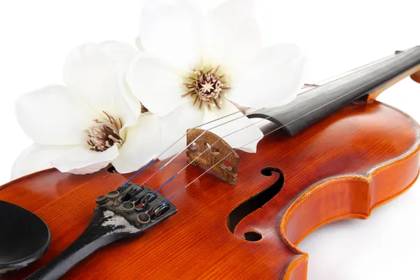 Violín clásico con flores de cerca —  Fotos de Stock