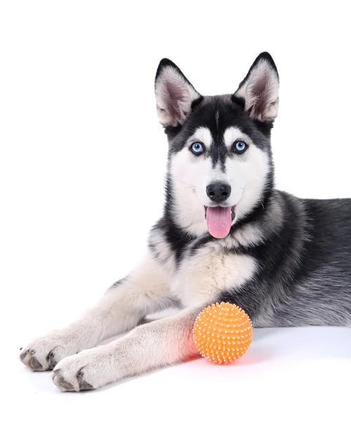 Belle chiot husky mignon, isolé sur blanc — Photo