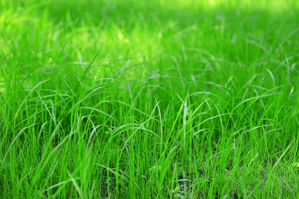 Hermosa hierba de primavera al aire libre — Foto de Stock