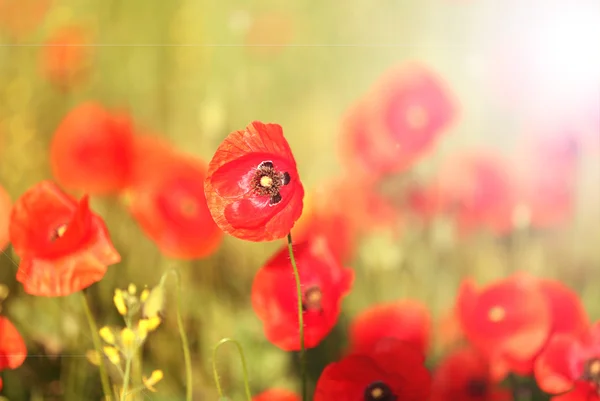 Λιβάδι με όμορφα φωτεινά κόκκινα λουλούδια παπαρούνας την άνοιξη — Φωτογραφία Αρχείου