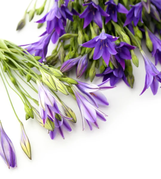 Belles fleurs sauvages isolées sur blanc — Photo