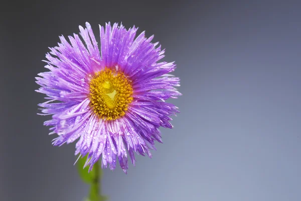 Hermosas flores silvestres sobre fondo gris — Foto de Stock