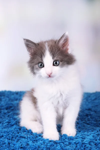 Симпатичный маленький котенок, сидящий на голубой ковровой дорожке на светлом фоне — стоковое фото