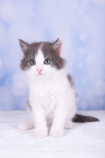 Mignon petit chaton assis sur une planche en bois, sur fond clair — Photo