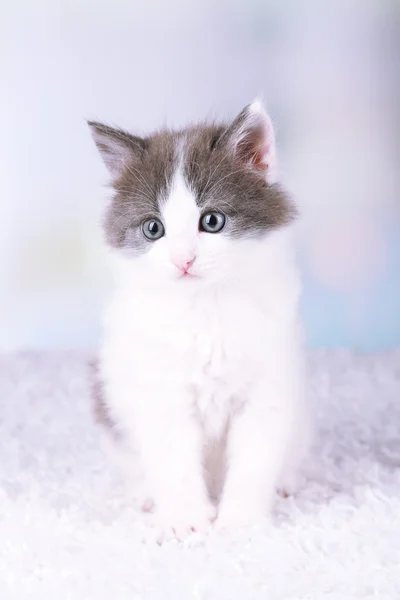 Lindo gatito sentado en alfombra blanca, sobre fondo claro —  Fotos de Stock