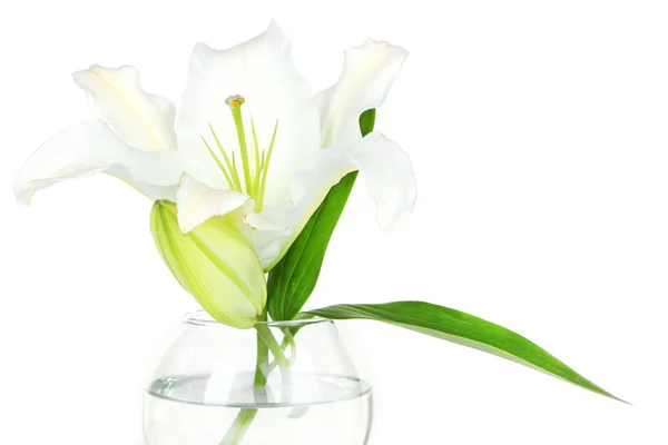 Schöne Lilie in der Vase isoliert auf weiß — Stockfoto