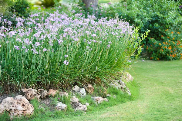 Schöne Landschaftsgestaltung im Garten — Stockfoto