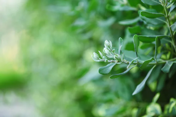 Vacker natur bakgrund — Stockfoto