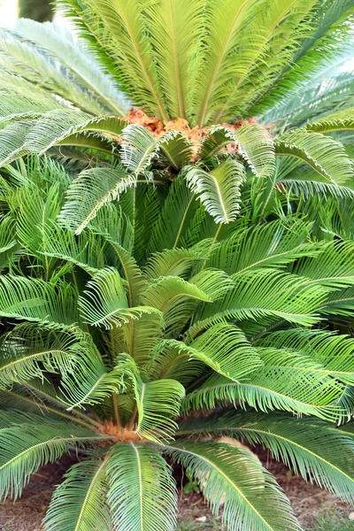 Arbusto tropical bonito, close-up — Fotografia de Stock